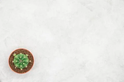 Cactus and notebook on the office table, grey concrete background, flat lay Stock Photos
