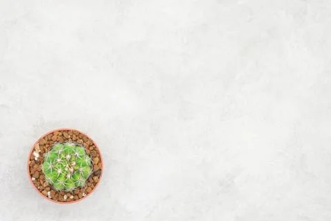 Cactus and notebook on the office table, grey concrete background, flat lay Foto stock
