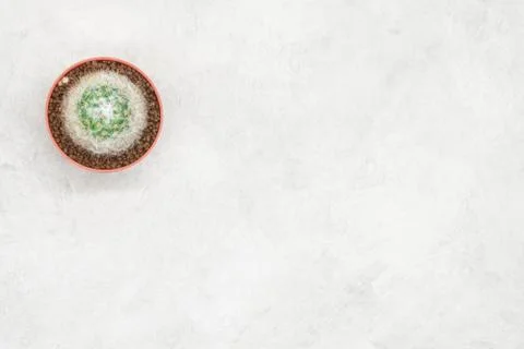 Cactus and notebook on the office table, grey concrete background, flat lay Stock Photos