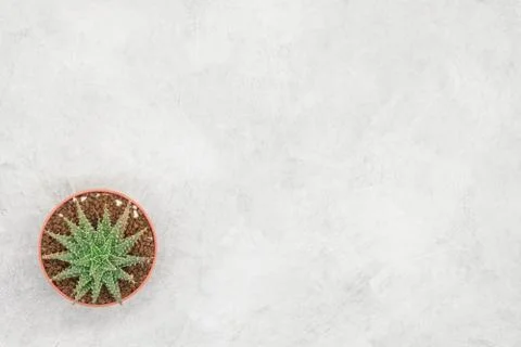 Cactus and notebook on the office table, grey concrete background, flat lay Stock Photos
