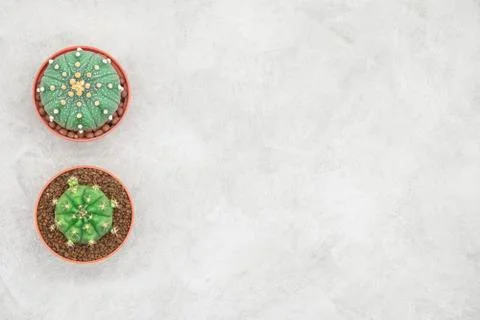 Cactus and notebook on the office table, grey concrete background, flat lay Stock Photos