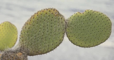 Cactus and ocean in the background, Madeira, 4K Stock Footage 246476878
