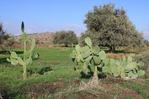 The cactus and the olive tree Stock Photos