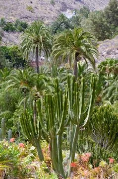 Cactus and palms Stock Photos