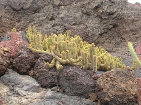 Cactus and rocks Stock Photos