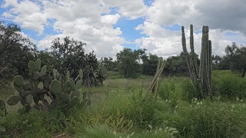 Cactus And Scrub Landscape With Dramatic Clouds, Teotihuacan, Mexico 8K Video stock 340376458