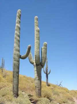 Cactus and Sky Foto stock