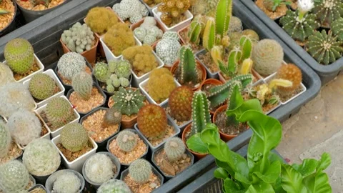 Cactus and Small Plant in Pot display on Shelf Stock Footage 345097010