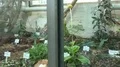 Cactus and succulent glasshouse dolly shot in botanic garden 4k 4k or 4k+ Resolution