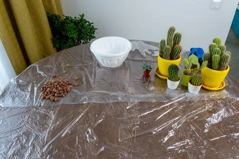 Cactus and Succulent Repotting Setup on Table with Protective Film Stock-Fotos