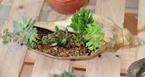 Cactus and succulents in bloom in spring Stock Photos