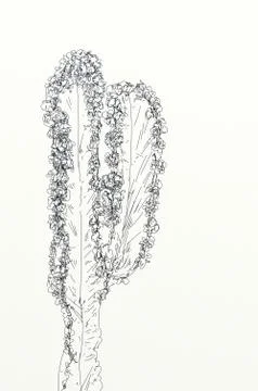 Cactus and succulents Stock Illustration