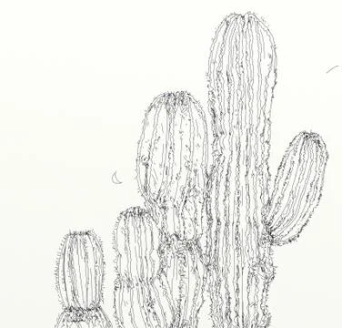 Cactus and succulents Stock Illustration