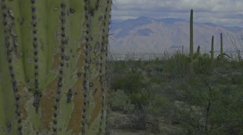 Cactus and Tucson Stock Footage 60735517