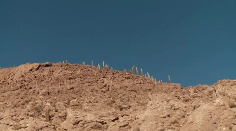 Cactus in Andes, Bolivia 스톡 동영상 50202683