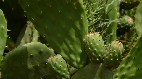 Cactus in andes of PERU Stock Footage 63798224