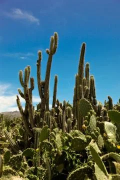 Cactus in the andes Stock Photos