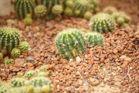 Cactus on arid area Stock Photos