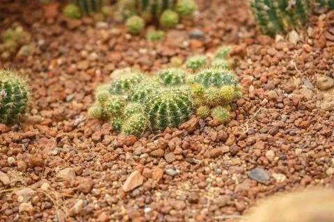 Cactus on arid area Stock-Fotos