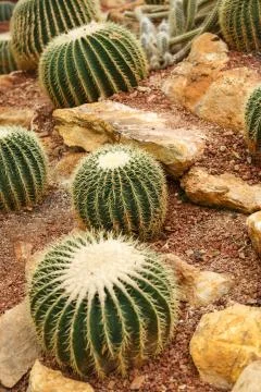 Cactus on arid area Stock Photos