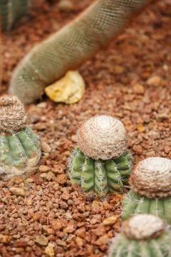 Cactus on arid area Stock Photos