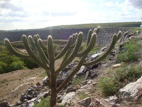 Cactus an arid landscape Stock Photos