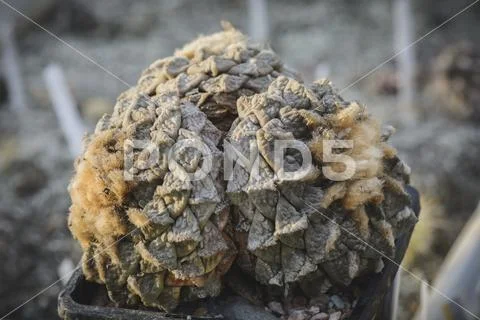 Cactus Ariocarpus fissuratus v.intermedius in a pot , thirty years old plant Stock Photos