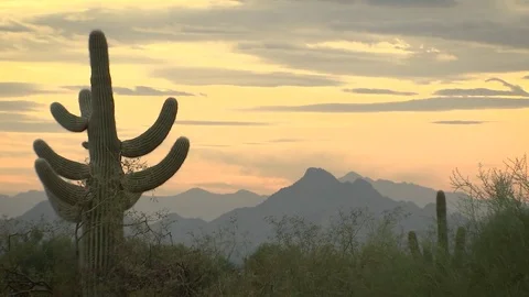 Cactus in Arizona framed left with mountains and clouds behind Stock Footage 82913181
