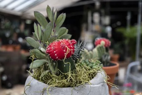 Cactus arrangement Stock Photos