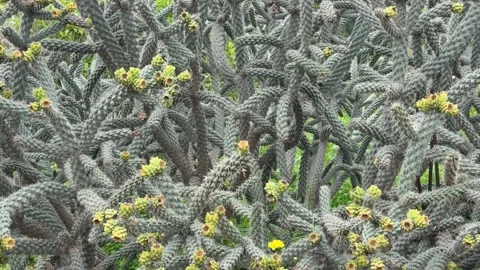 Cactus backdrop with yellow blossoms in natural setting, suitable for deser.. Stock Footage 330397222