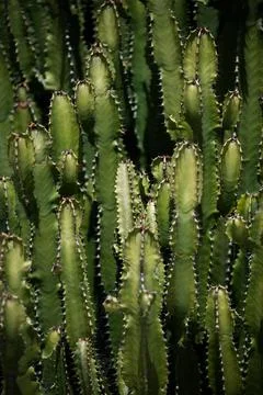 Cactus backdround, cacti design or cactaceae pattern. Stock Photos