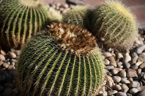 Cactus backdround, cacti design or cactaceae pattern. Stock Photos