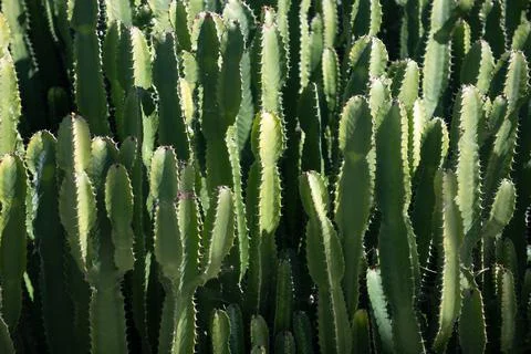 Cactus backdround, cacti design or cactaceae pattern. Foto stock