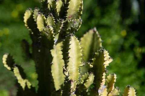 Cactus backdround, cacti design or cactaceae pattern. Foto stock