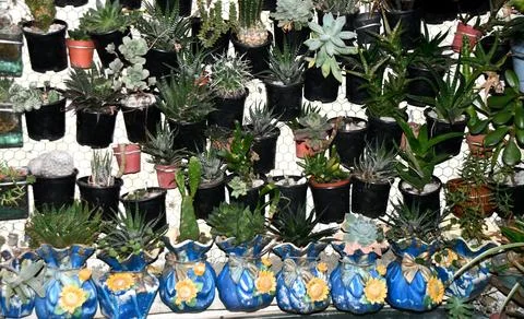 Cactus background in hanging pots Stock Photos