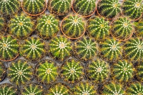 Cactus background pattern. Small cacti in pots Stock Photos