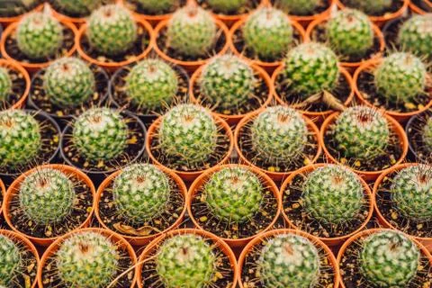 Cactus background pattern. Small cacti in pots 库存照片