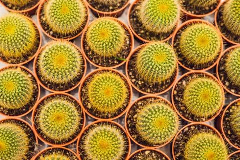 Cactus background pattern. Small cacti in pots 库存照片