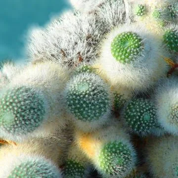 Cactus Background. Foto stock