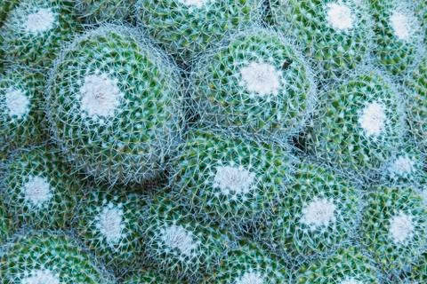 Cactus background Stock-Fotos