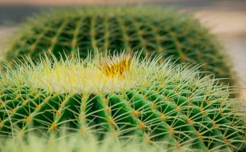 Cactus background Foto stock