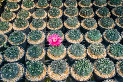 Cactus background Foto stock