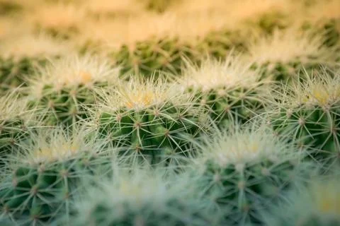 Cactus background Foto stock