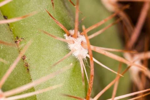 Cactus background Stock Photos