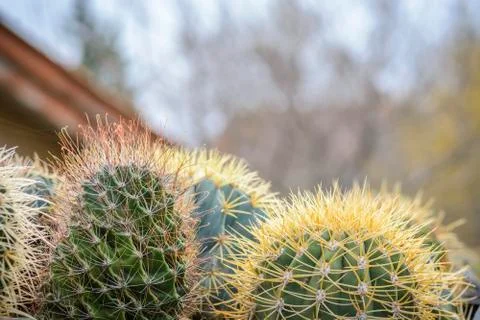 Cactus background with place for text on top. 스톡 사진