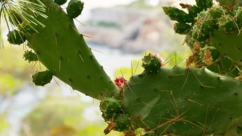 Cactus on the background of the sea Foto stock