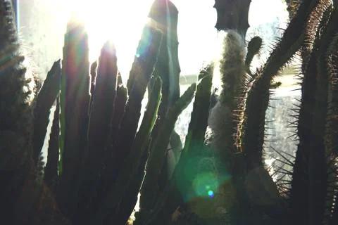Cactus Background with sunlight. Stock Photos