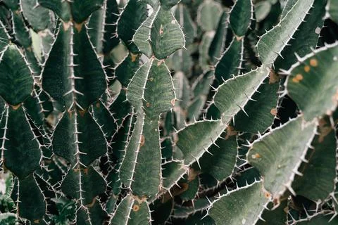 Cactus background texture, nature pattern 스톡 사진