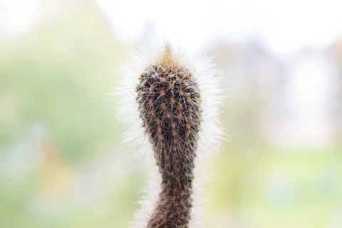 Cactus on background of the window closeup Stock Photos