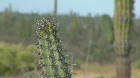 Cactus in Baja, Ca. focus racked Stock Footage 298769